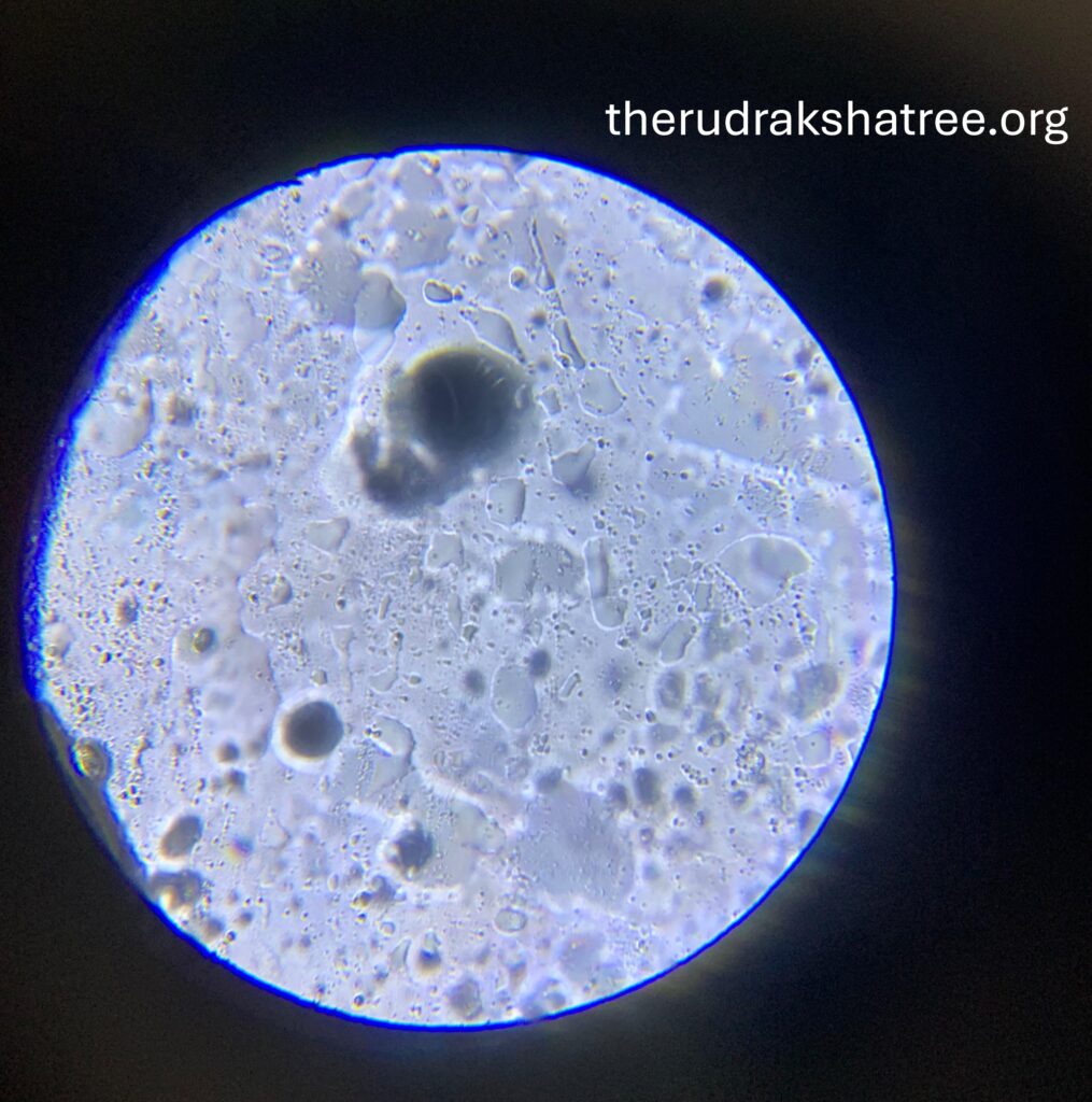 Microscopic view of rudraksha seed Microscopic view of rudraksha seed