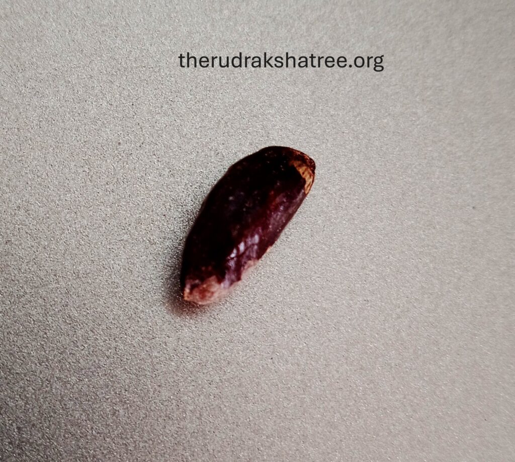 Seed of rudraksha seed of rudraksha